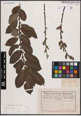 Foto von Salix cinerea L.